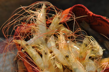 Closeup View of Shrimp
