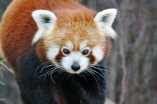 Fototapeta Kleiner Panda, Red Panda