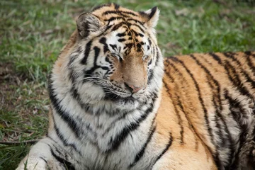 Tuinposter Tiger © Angelika Bentin