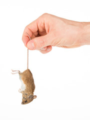 Obraz premium Hand holding a dead mouse, isolated