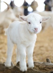 Naklejka na ściany i meble Lamb w stodole na gospodarstwie ekologicznym