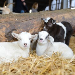 Lämmer im Stall auf Biobauernhof