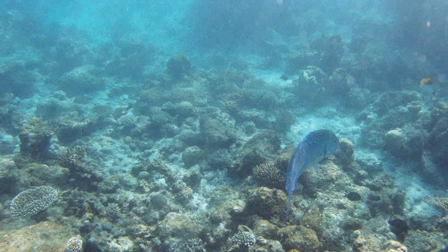 Giant trevally