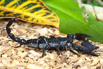 Black Emperor Scorpion in wildlife