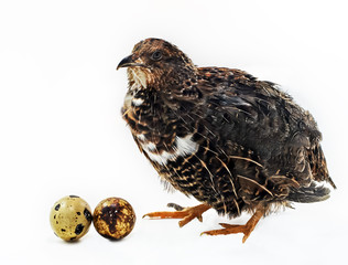 Quail with eggs  isolated on white background