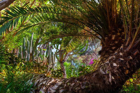 Jungle park at Tenerife Canary