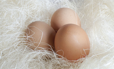 oeufs dans de la paille nid