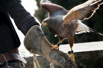 Falcon and falconer