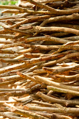 Dried Twigs