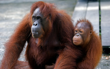 Orangutan with her baby, Semenggoh, Borneo, Malaysia