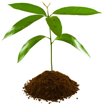 plant d'arbre fruitier tropical, manguier