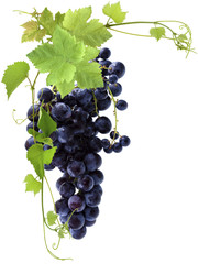 grappe de raisin noir