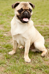 Mops