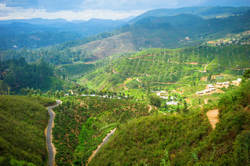 Tea plantation landscape in Hill country, Sri Lanka