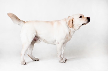 Labrador Retriever on a white background