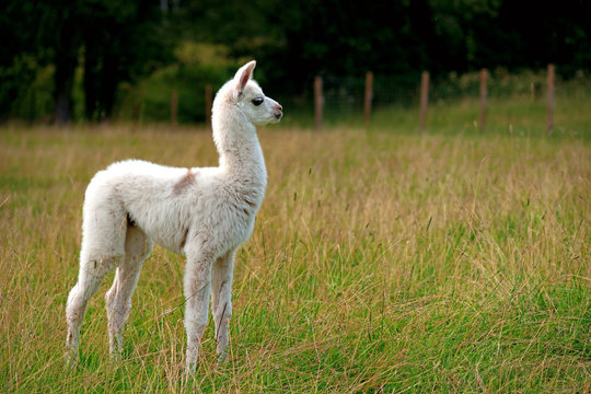 Baby llama