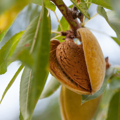 Almonds on the branch