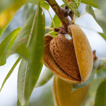 Almonds on the branch
