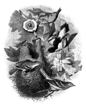 Birds : Oriole of Baltimore - Tisserand