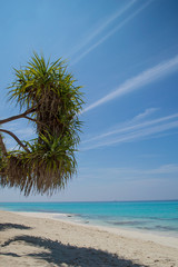 Tree on Beach