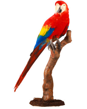 colorful parrot
