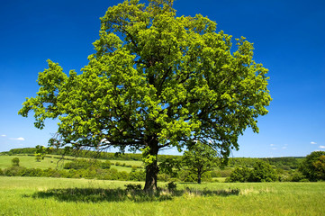 Fototapeta na wymiar Solitary tree in meadow in clear-sky day