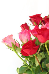 Fototapeta na wymiar Red and pink roses on white