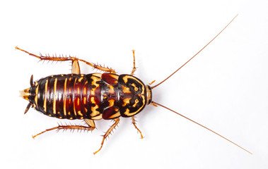 Harlequin Cockroach