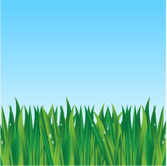 green grass on a background blue sky