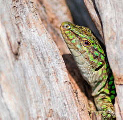 lizard's eye