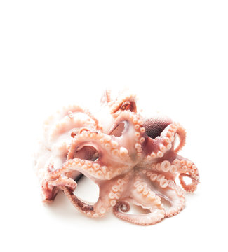 Octopus isolated on white background
