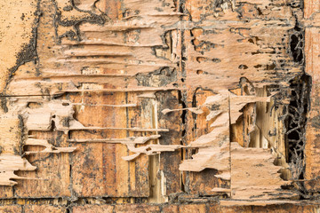 Wood eaten by termites