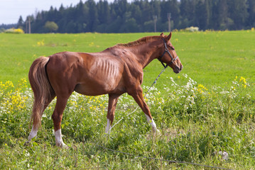Naklejka na ściany i meble horse on a meadow in a bright sunny day
