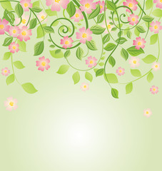 Blossom