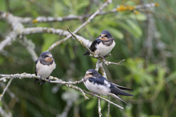 Barn swallows