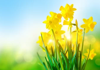 Fototapeten Bright Yellow Daffodils © James Thew