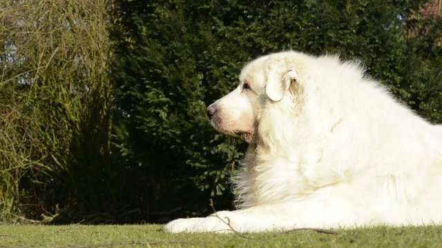Wei&szlig;er Hund