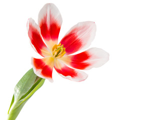 Obraz na płótnie Canvas tulip isolated