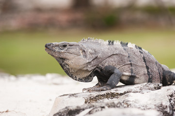 Fototapeta premium Mexican iguana sitting on the stone ruins