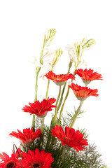 Red red daisy flowers