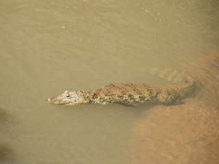 Broad-snoated Caiman