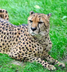Naklejka na ściany i meble Piękne cheetah