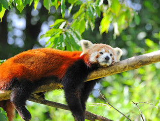 Panda roux sur arbre
