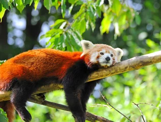 Crédence de cuisine en verre imprimé Panda Panda roux sur arbre