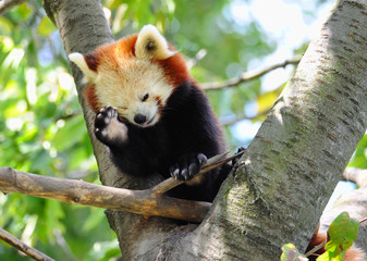 Red panda on tree
