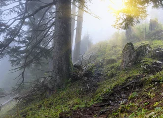 Zelfklevend Fotobehang Misty morning in the forest © nmelnychuk