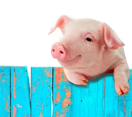 Fotobehang Funny pig hanging on a fence. Isolated on white background. © yevgeniy11