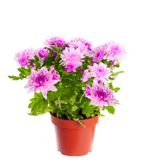Chrysanthemum in a pot. Isolated on white background.