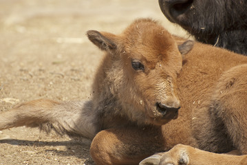 American bison