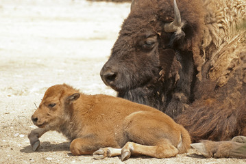 American bison